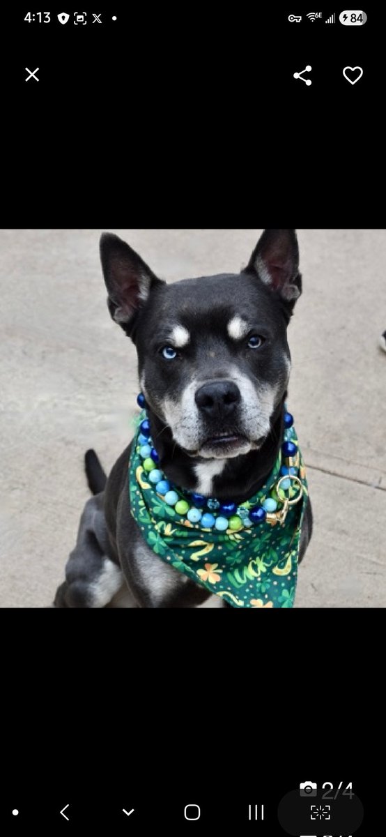 MyBoxerLuvMac1's tweet photo. 💔Bluno💔
#NYCACC #246853 2y
▪️Listed TBK: 4/2💉
#AdoptMe
Precious sweetie's💔, stressed in tiny cell.
Adorable, extra special boy w his 1 warm brown eye & 1 bright blue!
Friendly, playful, no 1 blames him 4 despising his kennel.
High energy darling needs out, 2 absolutely shine!
Needs loving, N.East #Foster/#Adopter, 2 decompress & blossom, into yr 4ever BFF.
DM @CathyPolicky
Pls #Pledge4Rescue
💞B
https://t.co/pDH0ABKCjr