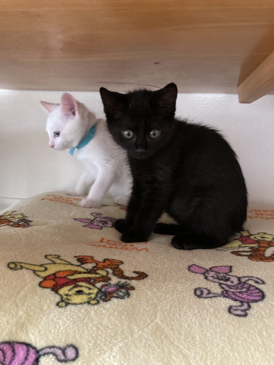 HIROTAKAfeat萌華(HORIZON) tweet media