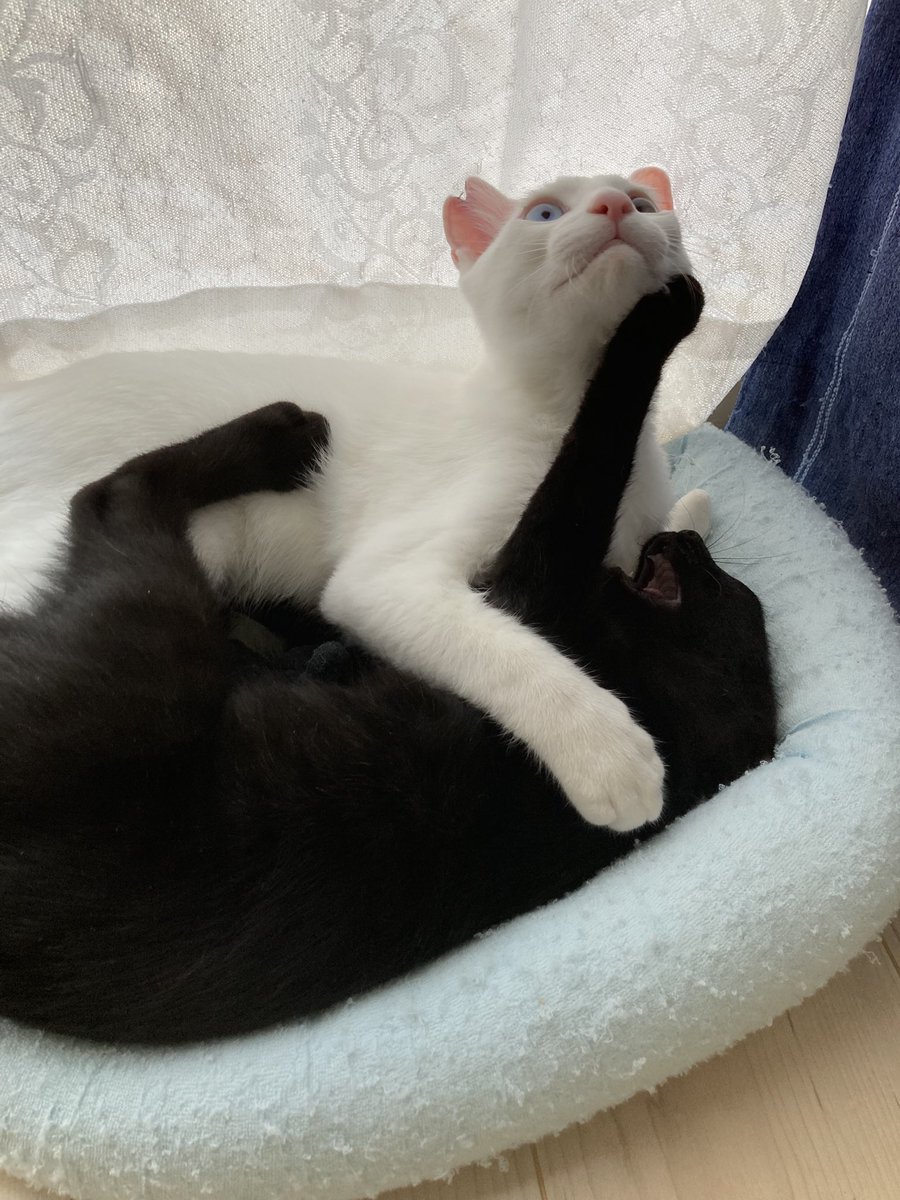 HIROTAKAfeat萌華(HORIZON) tweet media