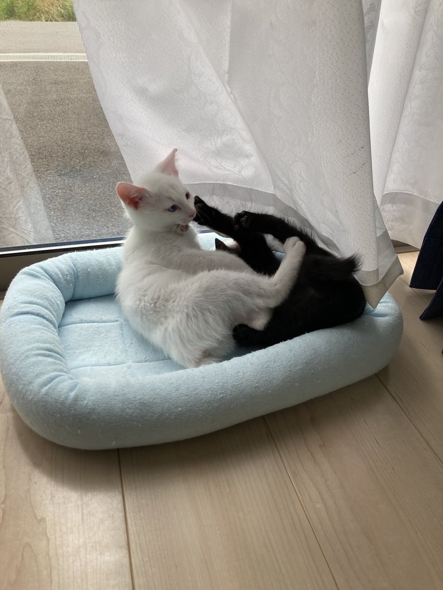 HIROTAKAfeat萌華(HORIZON) tweet media