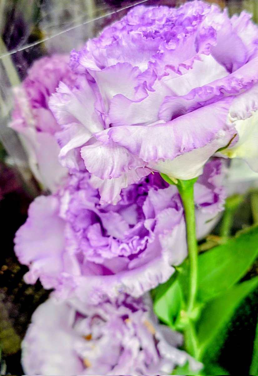 🙂か な🌸🌷♨️ tweet media