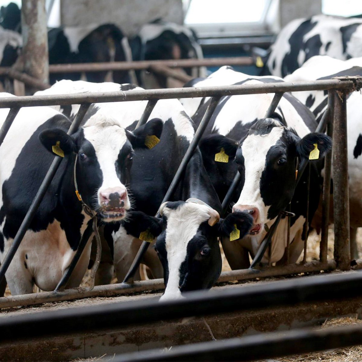 Damø🖤💛 tweet media