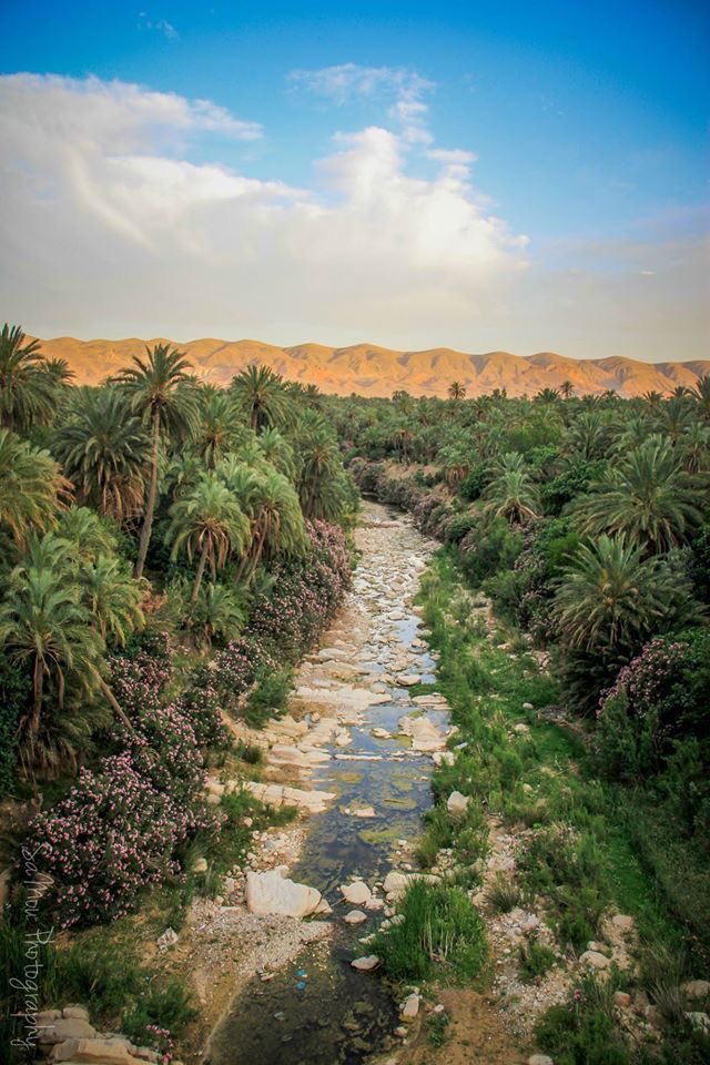 La Ziride 🇩🇿 tweet media