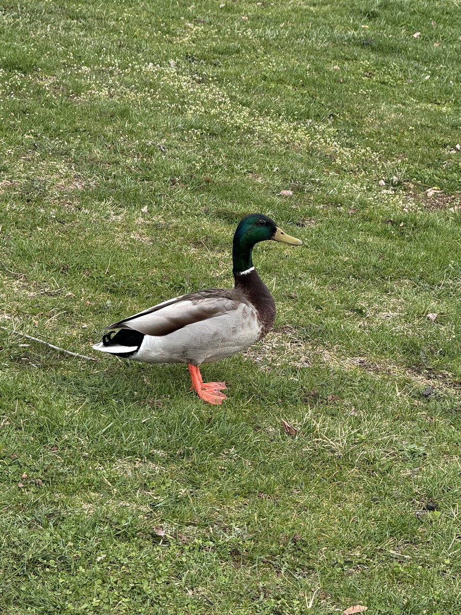 Species5618 tweet media