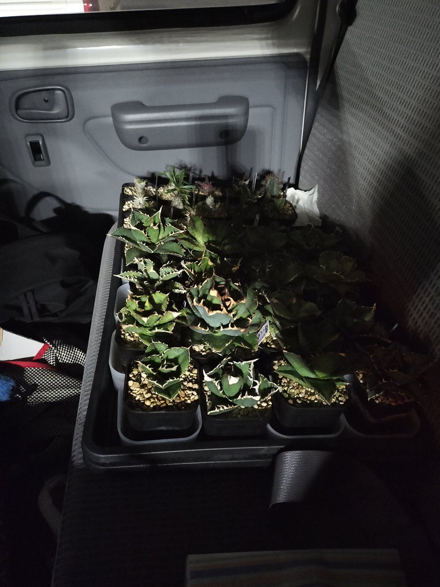 コスタタ👨‍🦱🔰 tweet media