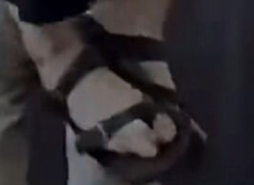 shit4brain tweet media