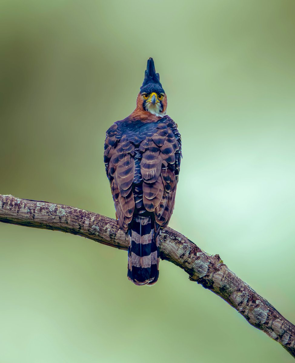 kacau Oliveira - Brazilian Photographer tweet media