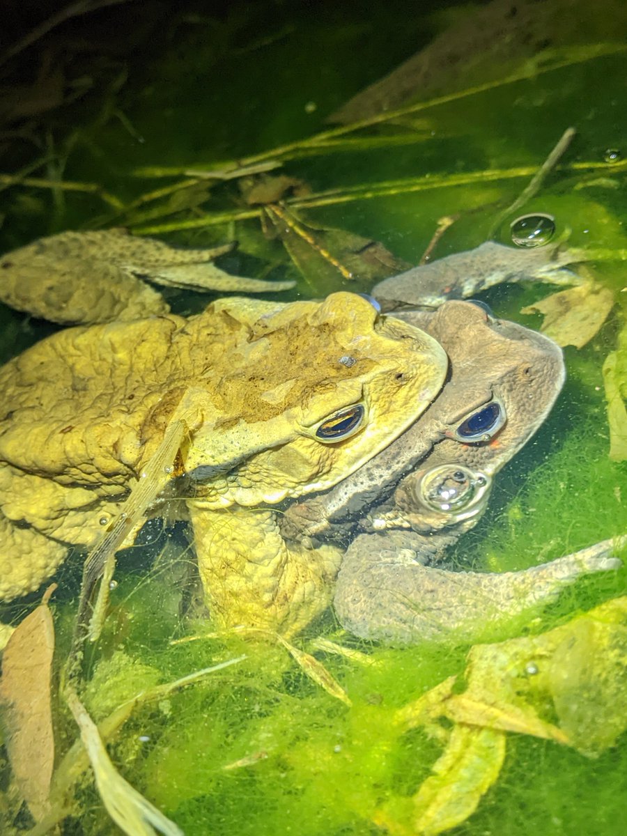 ラナコ tweet media