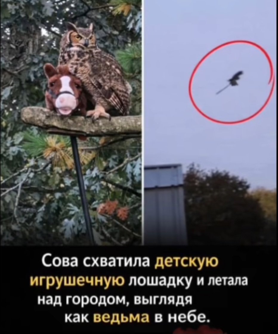 Лиса #ПротивВойны tweet media