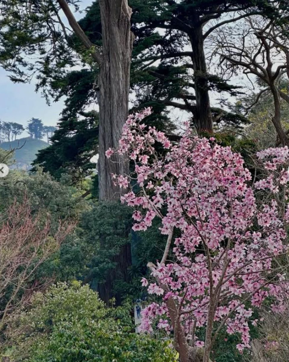 San Francisco Botanical Garden tweet media