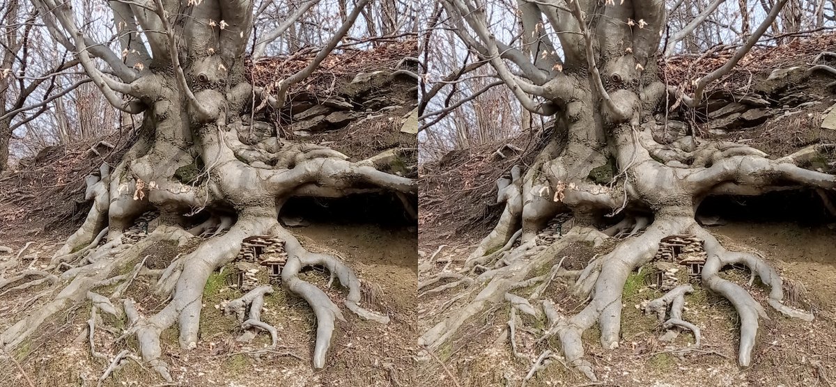 luca_bergamasco's tweet photo. Thick and gnarly. #ThickTrunkTuesday #tree #TreeClub #3d #stereoscopic #parallelview / #crossview https://t.co/0vvNoDySfF