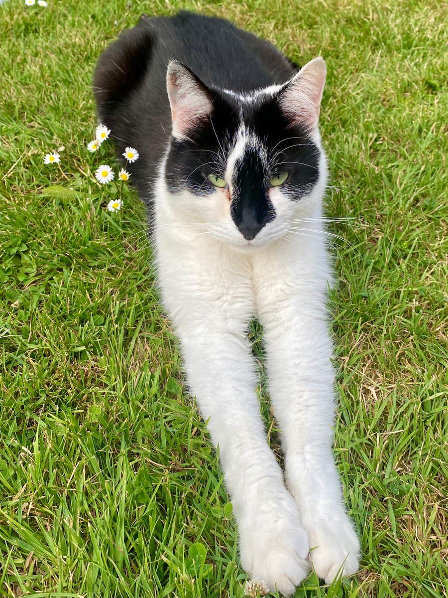 MinotJason's tweet photo. Happy Spring~Time beautiful frenz! Lubs ya lots!! 🐾❤️Diego❤️🐾 #TongueOutTuesday #CatsOfTwitter #CatsAreFamily #AdoptDontShop #Spring https://t.co/myKjWVgUr2