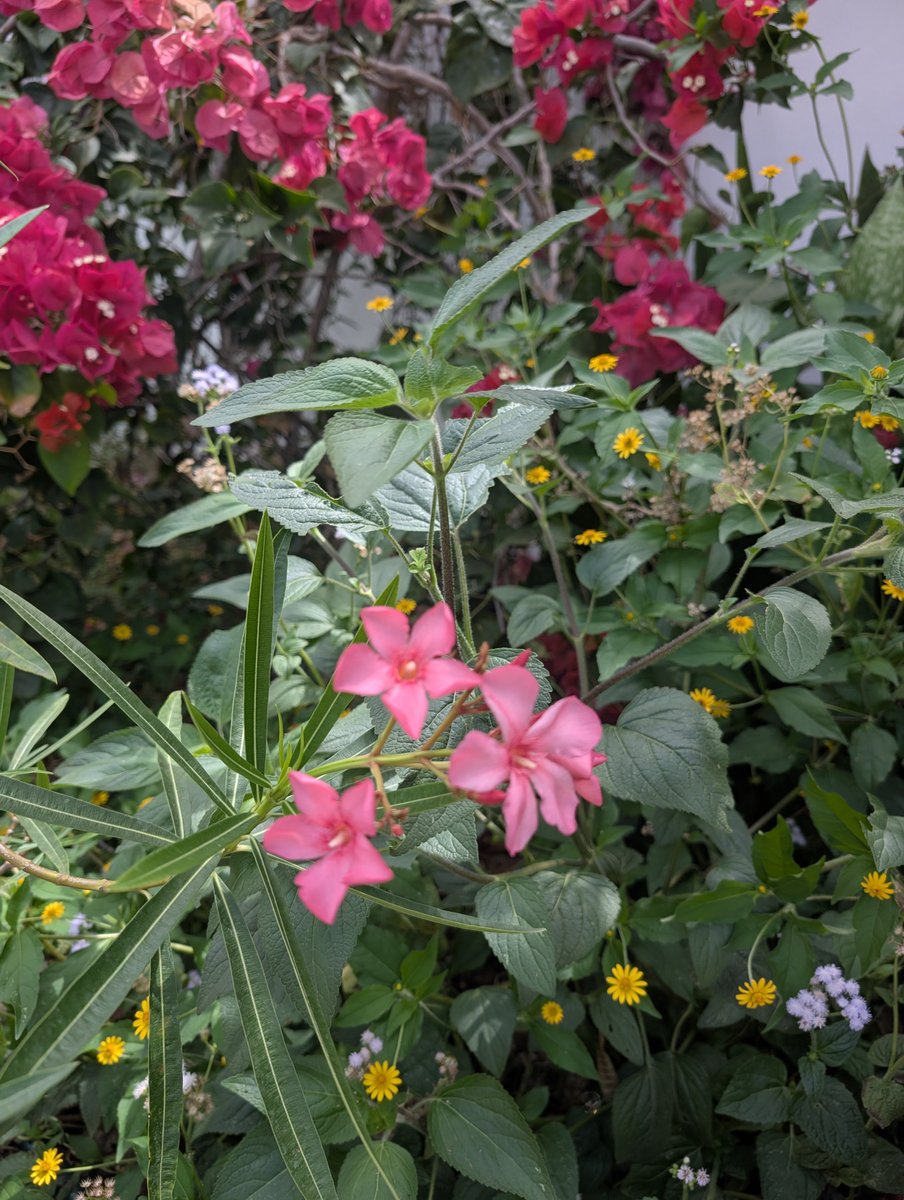 ᑭᖇᑌᖴᖴE et les Mounous au Yucatán ☀️ tweet media