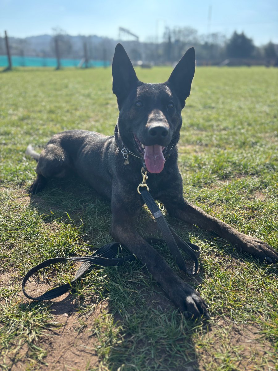 Staffs Dogs & ARV tweet media