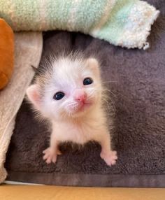 Hanseat (Gebäck) tweet media