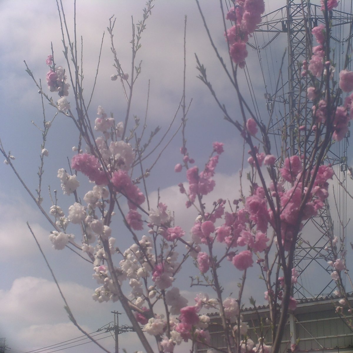 VQ1015_entry's tweet image. #toycamera #トイデジ #カメラ #写真 
#HOLGA #HOLGA_Digital