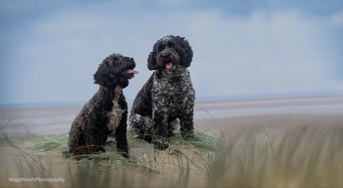 skedoggle's tweet photo. We love dogs 💕💕 https://t.co/4MQBXLSmeD