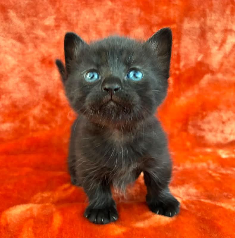 Jenn13399666's tweet photo. I just switched over to X from Facebook after hearing about the language barrier being broken. This is so cool! Meet Sumi, named after the word ink in Japan! 
Hello Japan from Texas!! https://t.co/9BRS9ILfXg