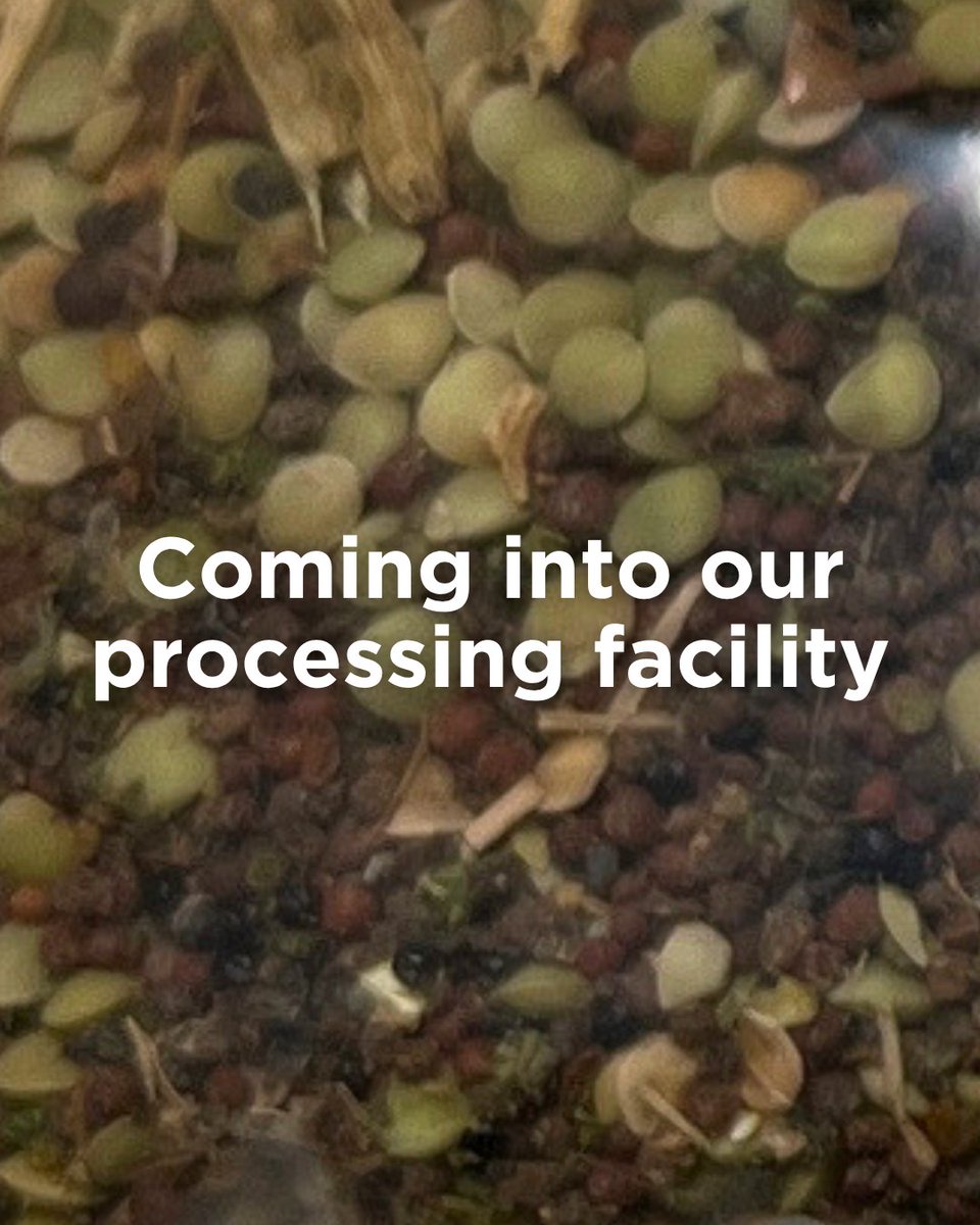 Simpson Seeds tweet media