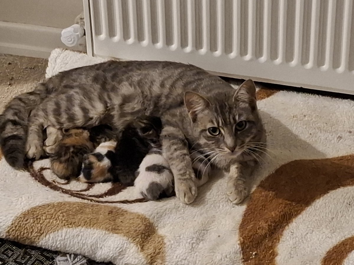 nur öldühttp tweet media