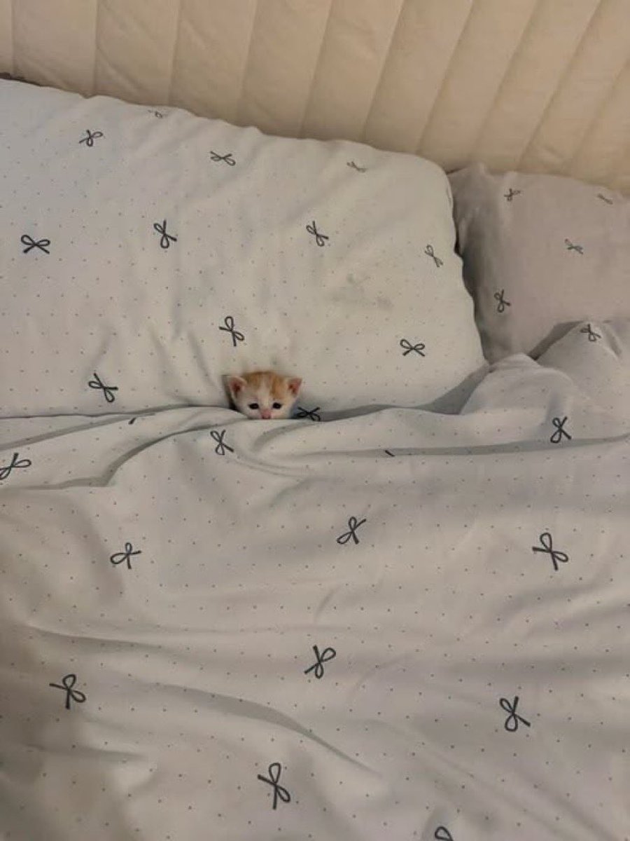 dikkat kedi cikabilir tweet media