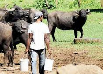 Diario Mayabeque tweet media