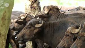 Diario Mayabeque tweet media