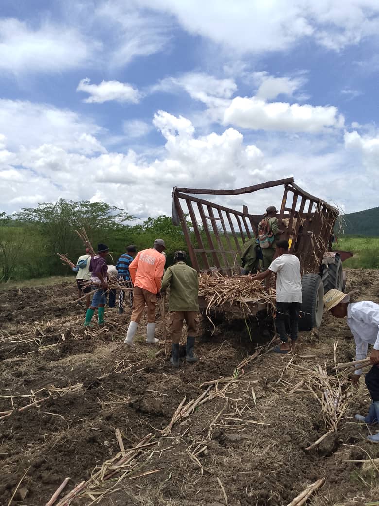 La UBPC Vidal Negret inmersa en la siembra de caña en la campaña de primavera .
#Azucareros
#100AñosConFidel