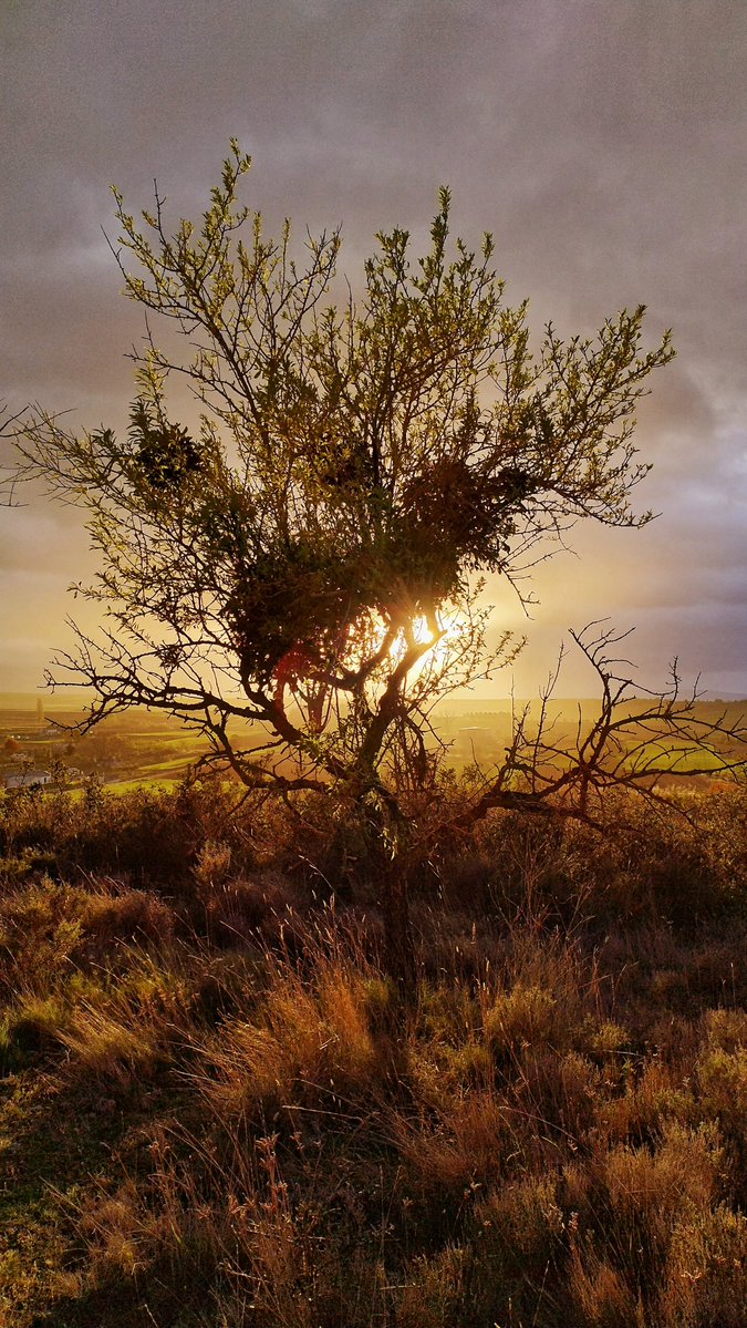 Ribera-Met tweet media