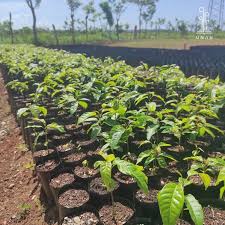 Diario Mayabeque tweet media