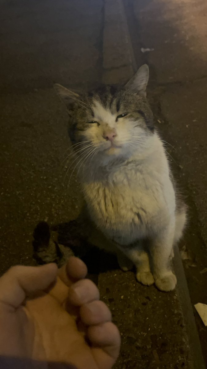 кочівник 🇺🇦🦊 tweet media