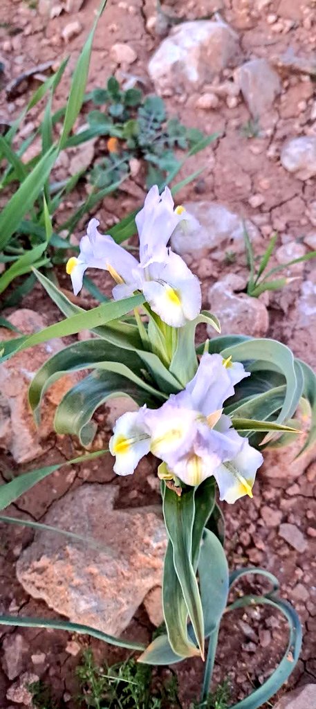 Photographer.Nsairat.JO 🇯🇴🇯🇴🇯🇴 tweet media