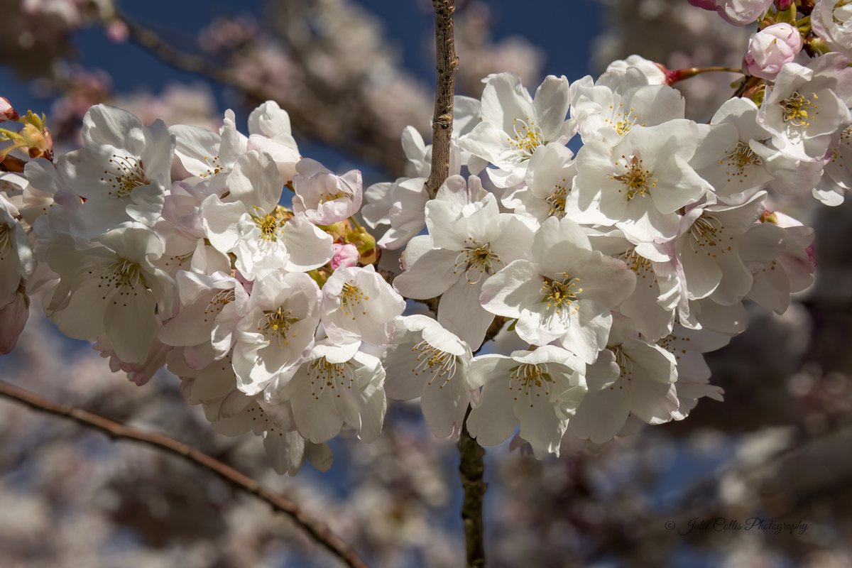 Julie Collis tweet media