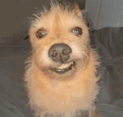 ãne ও tweet media