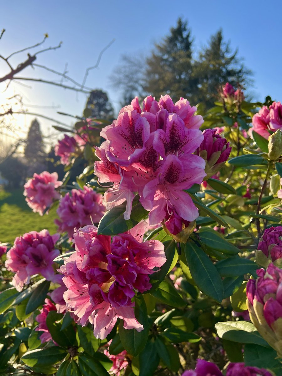 Just a Pilgrim tweet media