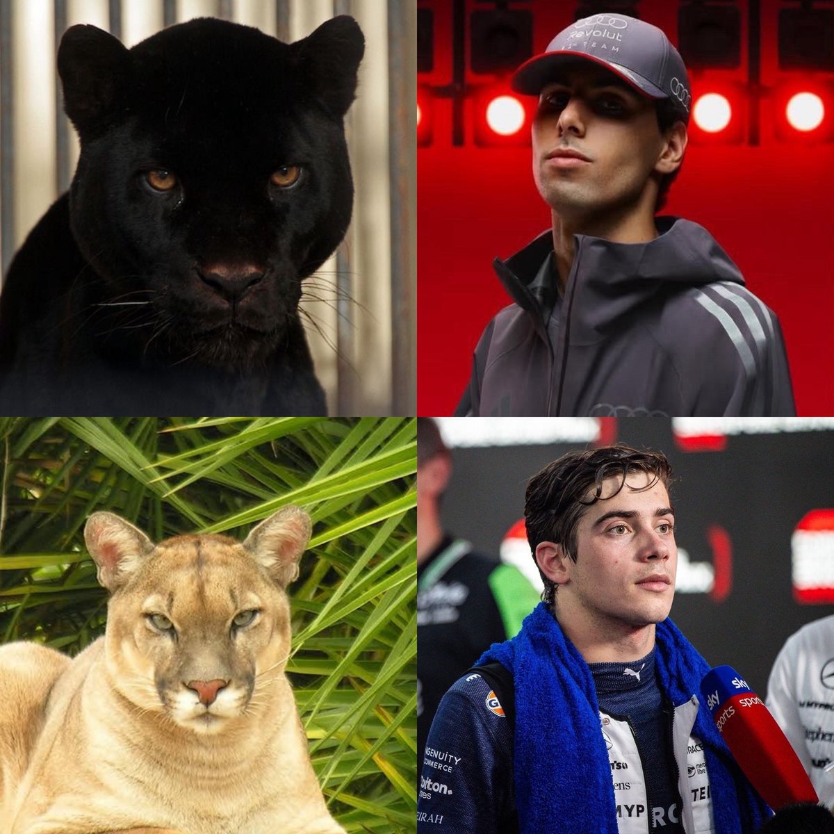 ⁵ ⁴³ tweet media