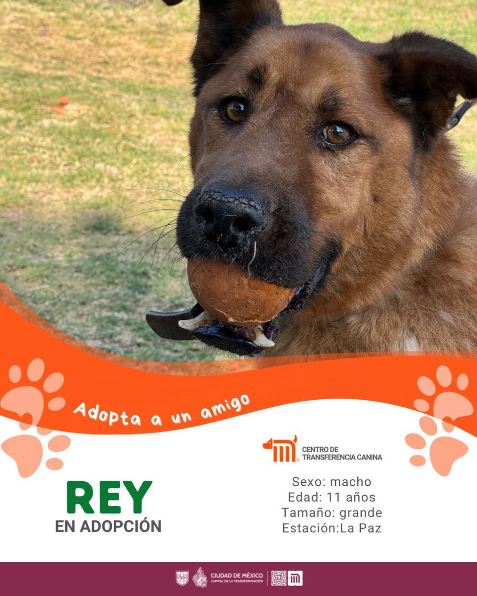 ctcdelmetro's tweet image. Conoce a Rey! 🐩

Es un peludo juguetón de tamaño grande. Fue rescatado de las vías del @MetroCDMX La Paz, Línea A. Si deseas adoptarlo consulta: bit.ly/41Z16Cd 🐶🏡 #AdoptaNoCompres #AdoptaNoCompres