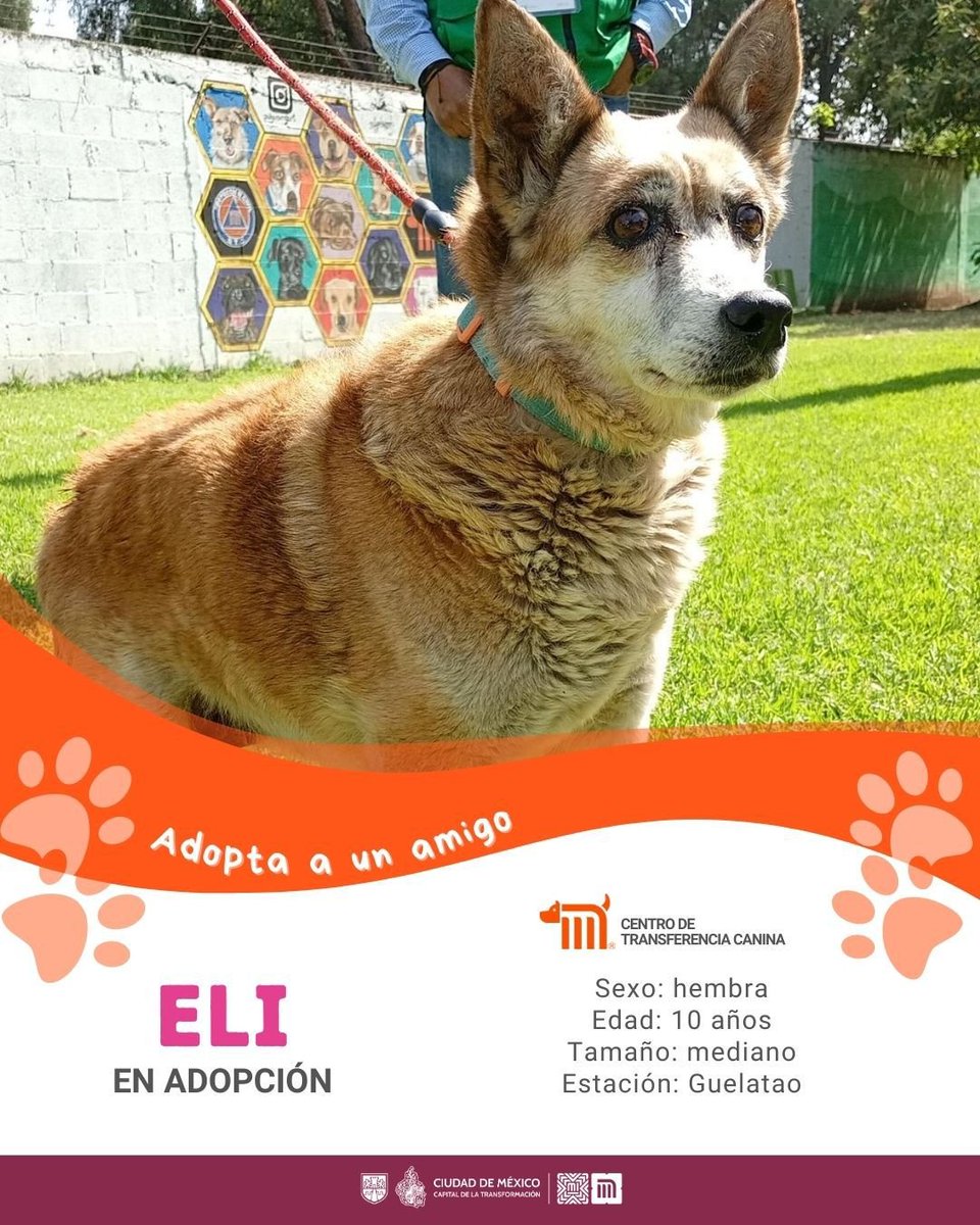 ctcdelmetro's tweet image. ¡Eli sigue esperando un hogar lleno de amor! 🐶💖
Es una perrita de 10 años, dulce, tranquila y muy noble. Conoce los requisitos de adopción aquí 👉 bit.ly/41Z16Cd 🏡🐾

#AdoptaNoCompres #AdoptaMetro
