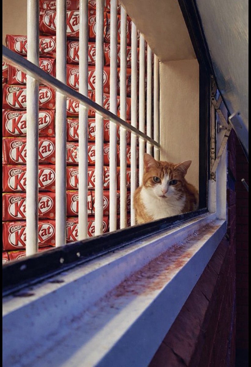 George The Stourbridge Junction Station Cat tweet media