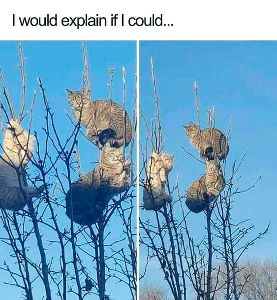 WholesomeMemes tweet media