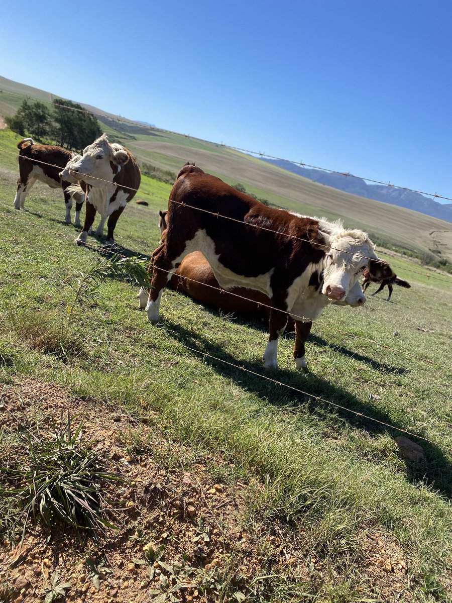 Kgosietsile tweet media