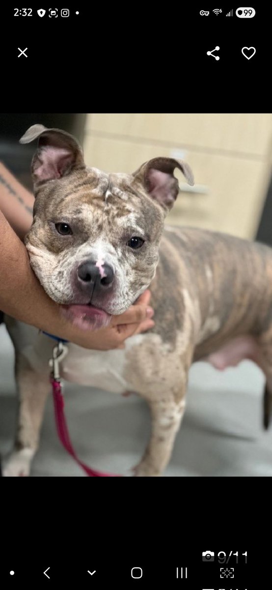 Julie🌻🐾 tweet media