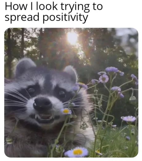 Why you should have a Raccoon tweet media