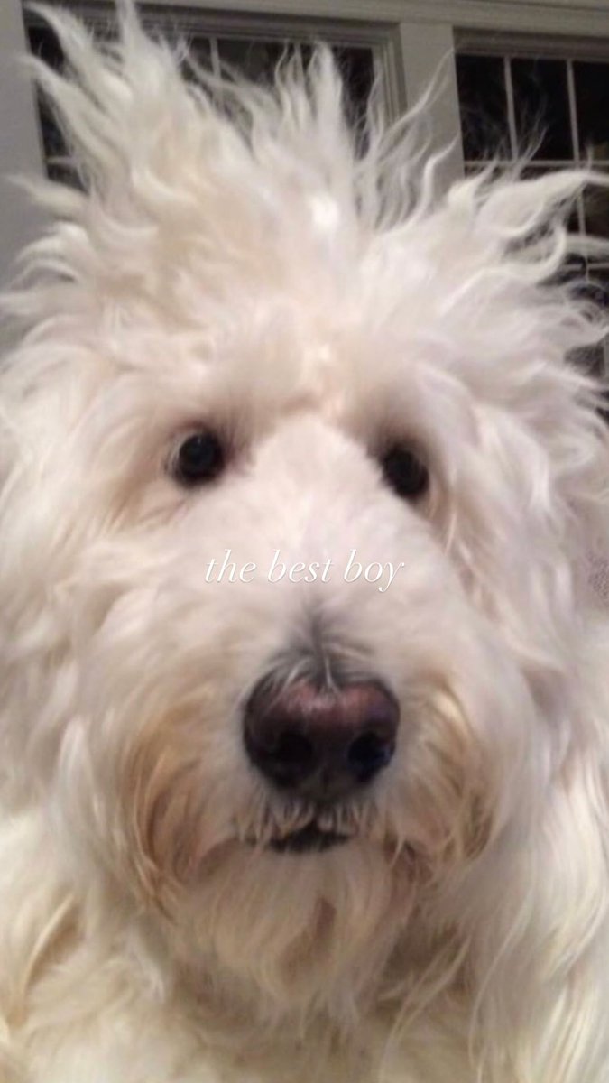 Madison Beer France tweet media