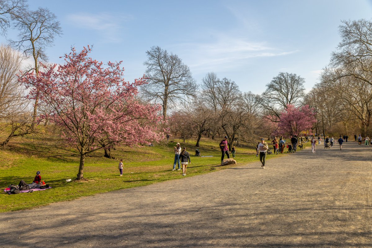 Central Park tweet media