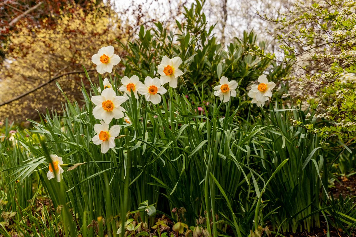 Central Park tweet media