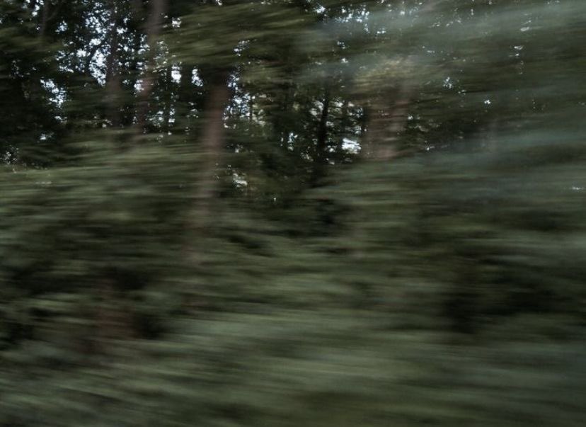 𑣲🦴 tweet media