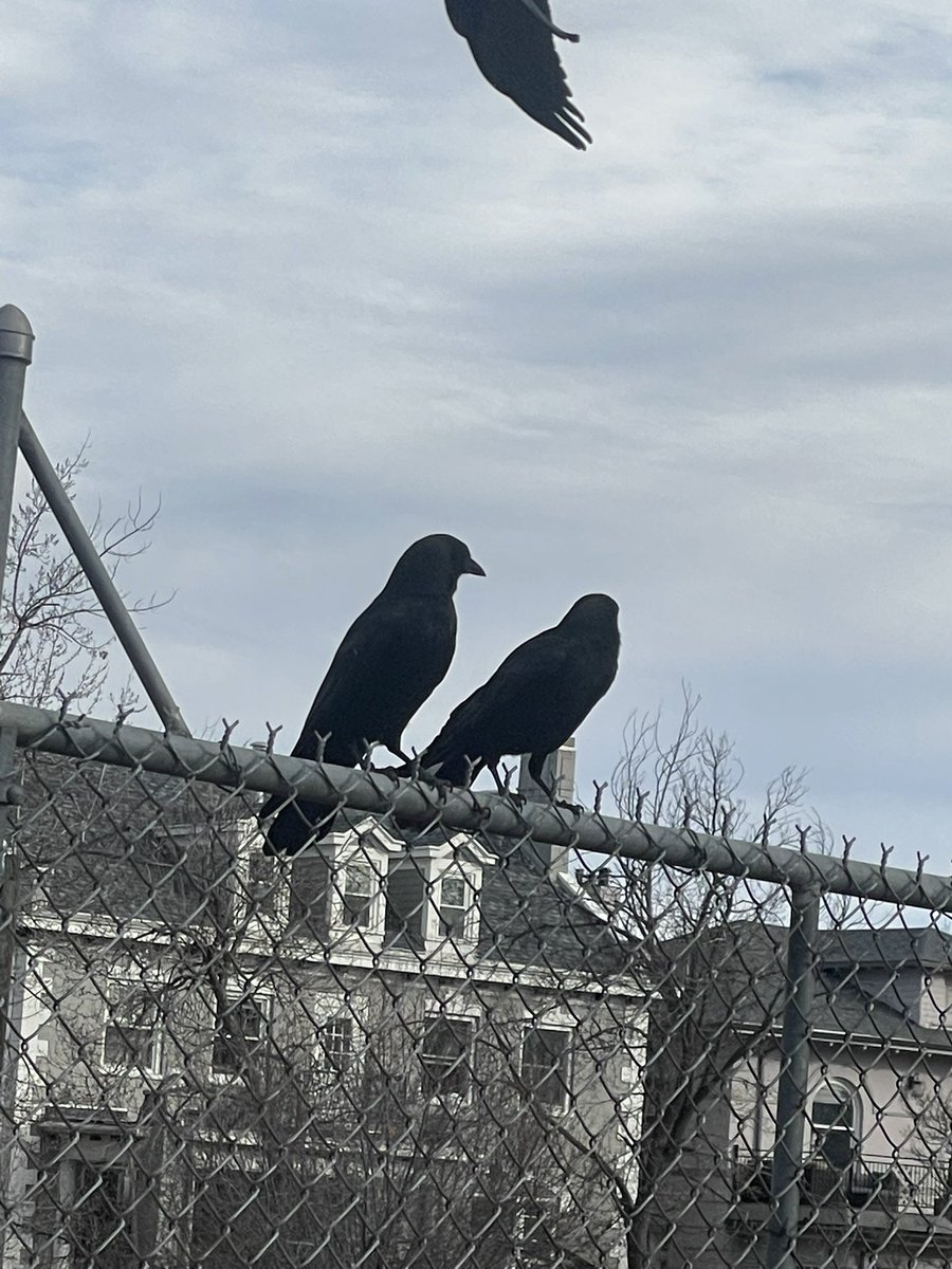 Chris T. Sample tweet media