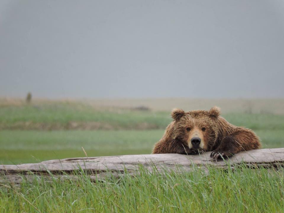 National Park Service tweet media