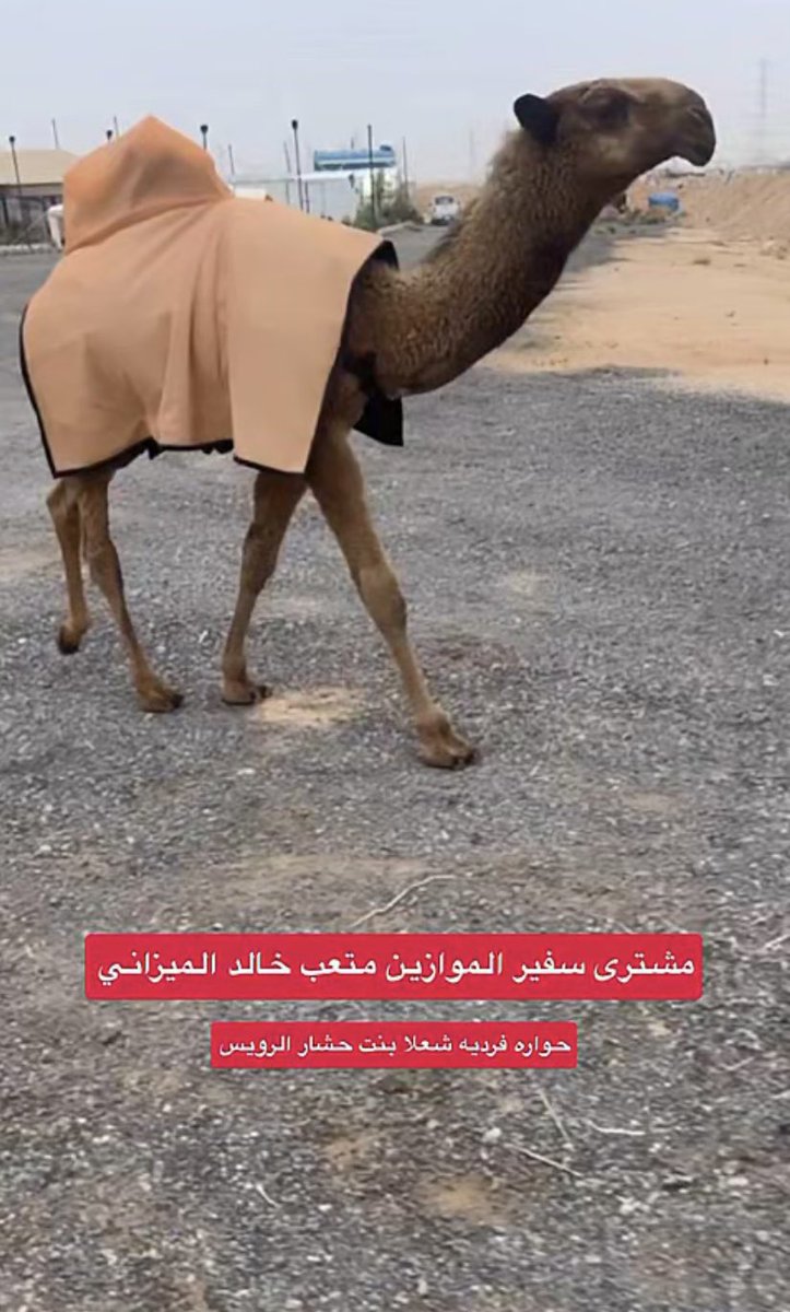 عاشق لطامات 🇸🇦 tweet media